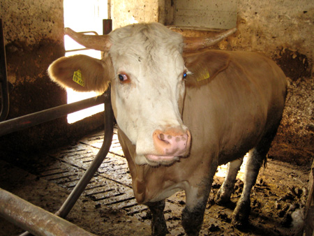 eingeborene des landes schauen dich an