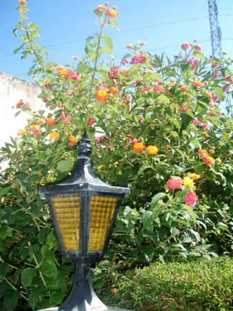 der bl�hende garten..