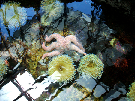 diverses meeresgetier