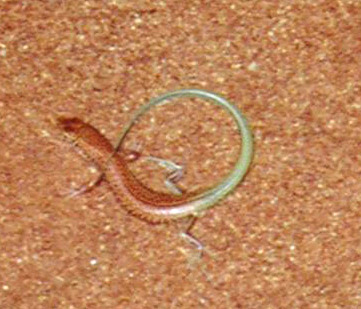 die legend�re marsechse