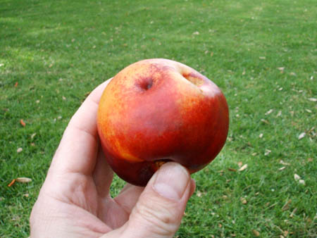 Diese Nektarine will eine Bowlingkugel werden